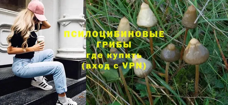 mega ONION  купить  сайты  Большой Камень  Псилоцибиновые грибы Magic Shrooms 